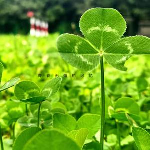 青春无悔的记忆 伴奏