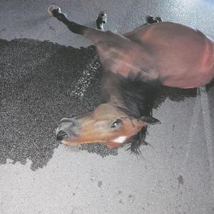 horse