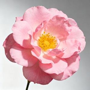 俏郎君 (Cover 张敬轩)