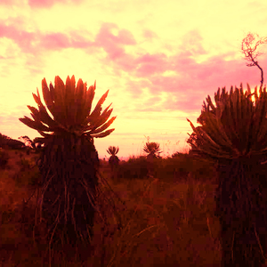 Tratamiento Predilecto