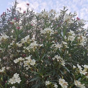 清澈的爱，只为中国