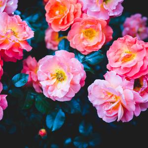 相爱后动物感伤