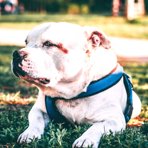 Delightful (Calming Your Dog)