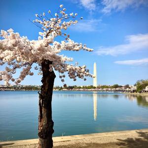 Cherry Blossom Season