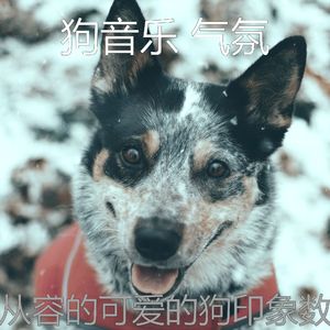 微妙的可爱的狗心情