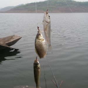 年年有鱼（纯音乐）