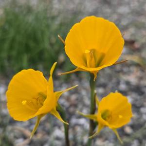 春の微笑み(World Peace Song)