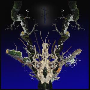 DRAFT 1 - INTO THE FOREST