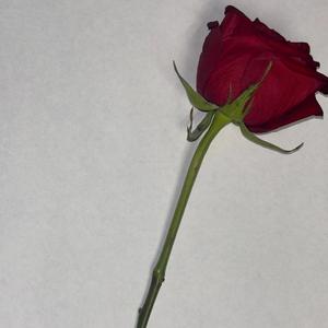 nightmares (feat. KD!)