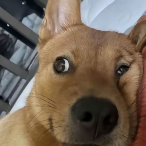 小炉-整曲 伴奏