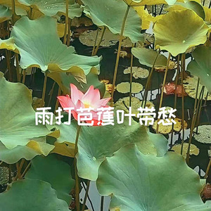 雨打芭蕉叶带愁