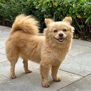 老狗 10.20-MIX.wav