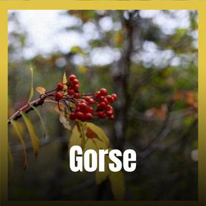 Gorse