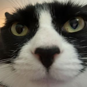 你是真没见过gang gang猫啊！（prod.空空壹）