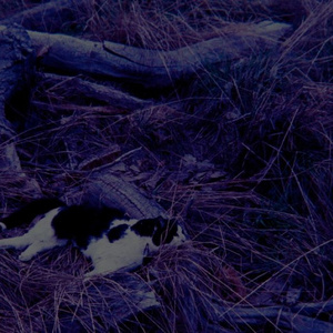 I Want to Die Wondering