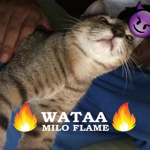Wataa
