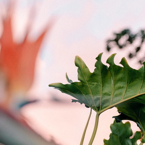 Present Your Colorfu