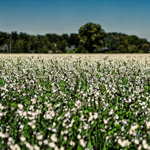 Traición en Barranca Yaco