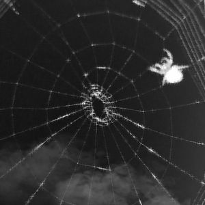 ARACHNIDA