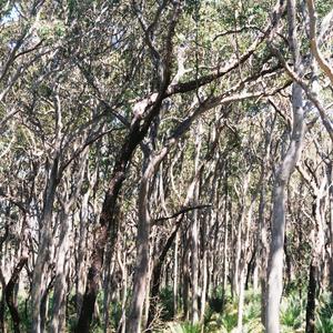Behind The Coastal Dune (II)