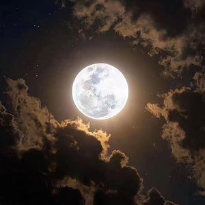 枫叶开在这春天