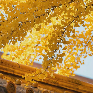 瓜zong-2021没有秋天（HAPPY remix）