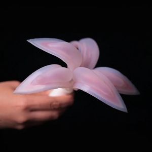 送你一朵会呼吸的百合花