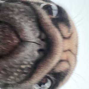 我不是你的宋冬野