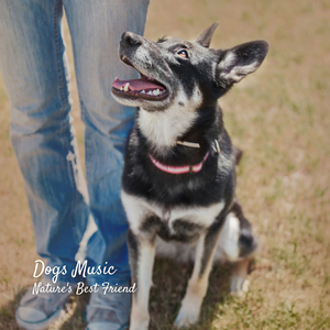 Crickets in the Mountains