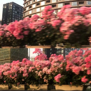 流浪 (Stray)（Cover 江辰）