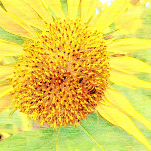 Flowers Come Back To The Man