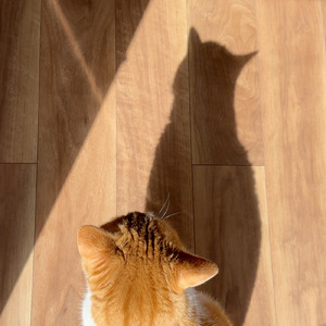猫の影 (Short Ver.)