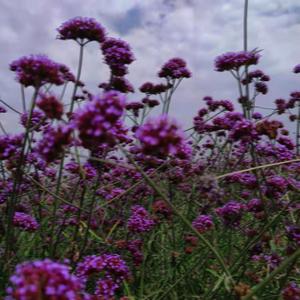 紫渍(Prod. by JayDzzz)