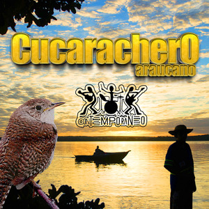 Cucarachero Araucano