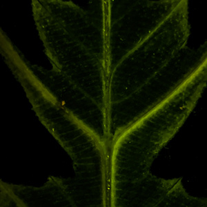 Halation (Ambient Mix)