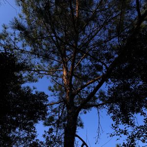 下雨天（白噪音）