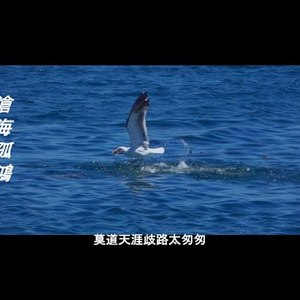 沧海孤鸿 ver2