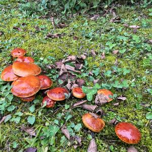 example de constatation