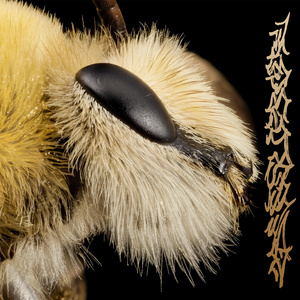 Eye of Hell (Sped Up)