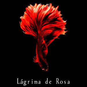 Lagrima de Rosa