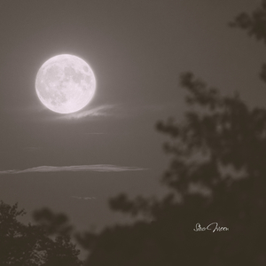 Silver Moon