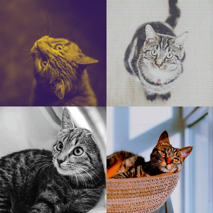 诗意的放松的猫节奏