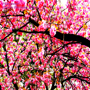 Cherry Blossom Piano(Hime)