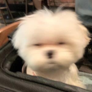 浪漫主义小红歌2（翻自 姜云升）