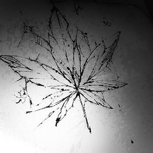 “ 暗黑枫叶 ” & “ Dark Butterfly ” Trap beat