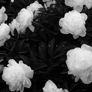 浅蓝色(林海寒)