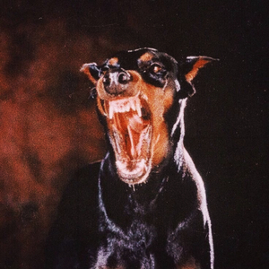 KÖPEK GİBİ