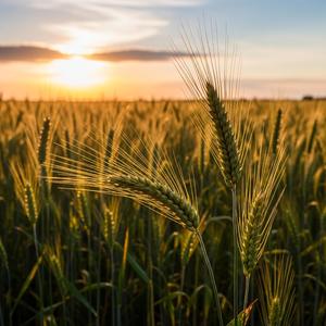 우리밀 땅에서 자라난 건강 보물