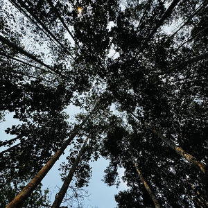 Lnainte Sa Ne Fi 伴奏