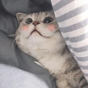 盗将行（翻自 花粥）